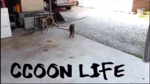 as-gerações-x-y-z-o-mundo-pós-feminismo-e-o-homem-consciente-raccooning-raccoon