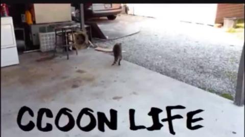 A Guerra Das Trincheiras Não Crie Expectativas Contrato d Namoro,Xeque-mate Raccooning Raccoon