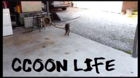 Descobrindo a Red Pill depois de Casado, Mestre Raccooning Raccoon