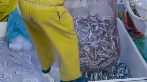 How 20-000 lbs Of Anchovies Spend 3 Years Transforming Into Expensive Anchovy Sauce So Expensive