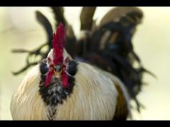 On Alpha Males - MGTOW