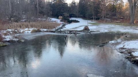 Pond was frozen except for a small spot