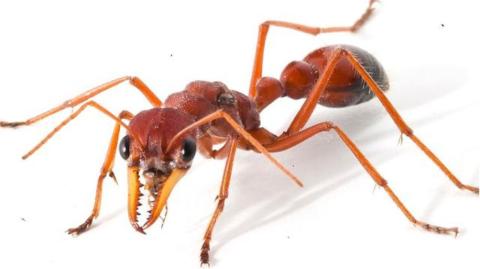 Shane, Baked Beans and Bullants