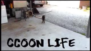 As ondas feministas, Mestre Raccooning Raccoon