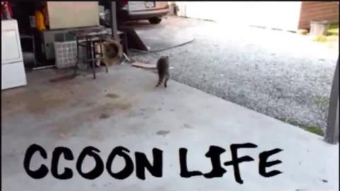 Liberação Sexual, Empoderamento e Relacionamentos Raccooning Raccoon