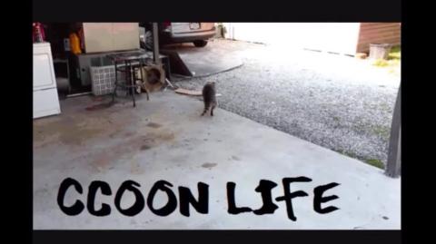 Cotas de moradia Leis Absurdas incentivo à falsas acusações Raccooning Raccoon