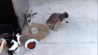 Mgtow “ Solteirão “ o que é porque eles não querem casar e ter família, explica Raccooning Raccoon