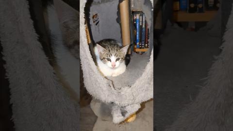 Poor Little Kitten is SICK! ? ?