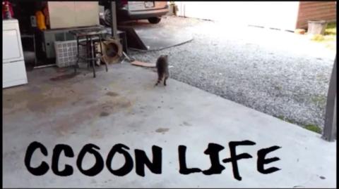 Carreira Profissional Vale Mais que Relacionamentos Raccooning Raccoon e a Turma Full Redpill