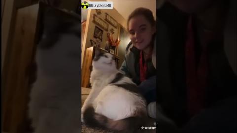 Cat Lady Life # 14 Kung Fu Kitties