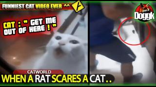 WHEN A RAT SCARES A CAT !! >> FUNNY AS FUCK !! DON'T MISS IT !!