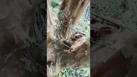 The POWER of Nature! Tree Grows Through a Birdcage!