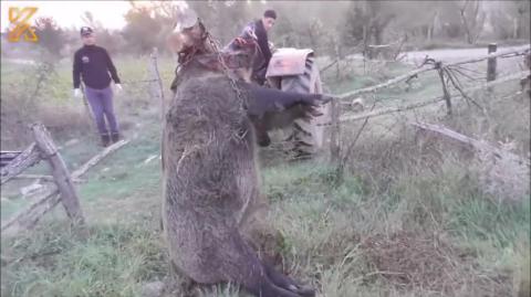 Don't pet the wild pigs either Amr - they will try to eat you.