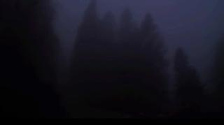 Forest music