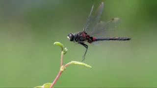 The Moor - Amazing Discoveries in an eerie and dangerous Habitat