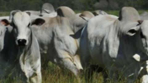 COMO OS HOMENS FORAM REDUZIDOS A ANIMAIS!