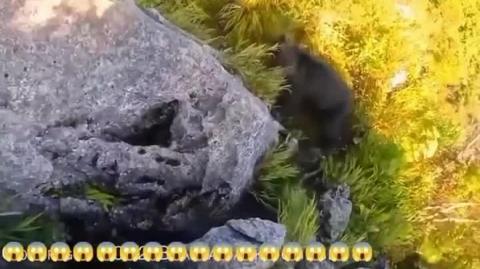 This is why you pack heat when Climbing....