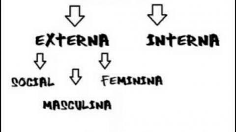 RACCOONING RACCOON - MECANISMOS DE VALIDAÇÃO E SOCIEDADE
