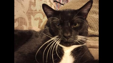 GoFundMe for the Coffee Talk Live Podcast! Cats and Chats!