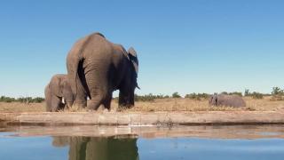 Seven Second Elephant Fart