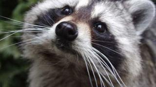 SEJA SOLTEIRO OU O SISTEMA VAI TE DESTRUIR LENTAMENTE…