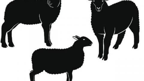 The Black sheep live stream 