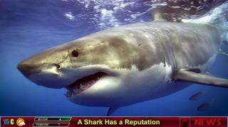 A Shark Has a Reputation