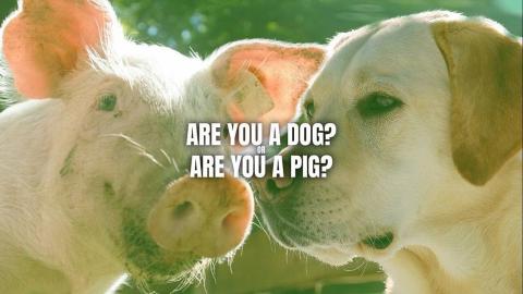 Are You A Dog or Are You A Pig? Kurt Metzger Reports