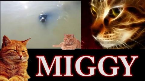 Brave GrandPa Saves A Girl