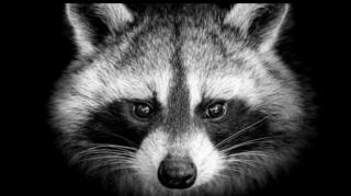 Raccoon compartilhando uma história da sua vida pessoal(720P_HD)