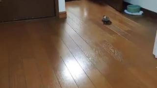 Tortoise learned it can go much faster with the help of a skateboard