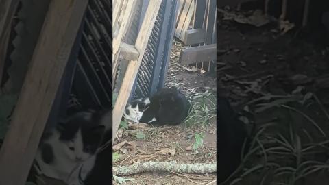 Feral Mama Cat Feeding Babies!