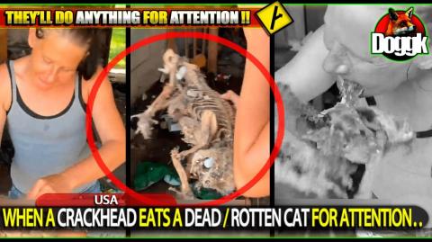 [+16] WHEN A CRACKHEAD EATS A DEAD / ROTTEN CAT FOR ATTENTION.. (USA) >> TOUGH STOMACHS ONLY !