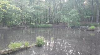 The End Of The Pet Wallet - Mgtow