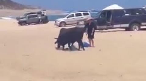 They tried to warn her - But she didn't listen - Bull 1 Dumb Arse 0