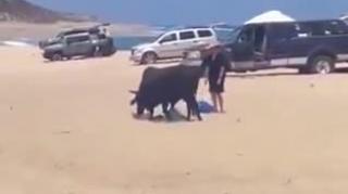 They tried to warn her - But she didn't listen - Bull 1 Dumb Arse 0