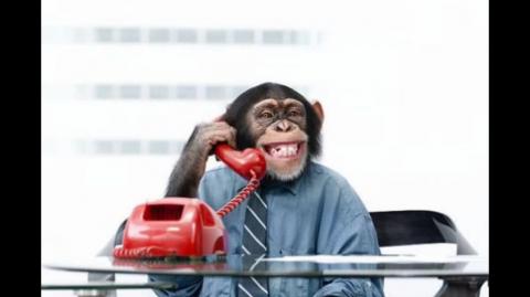 Chimpanzee Chronicles: Exploring the Fascinating Behaviors of Our Primate Cousins Part 1