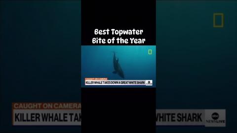 Orca takes down great white shark