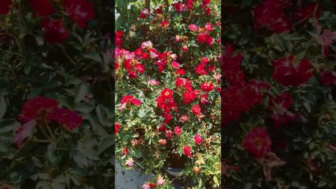 Does Lowe's Still Water their Plants?