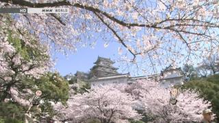 Cherry Trees | Japanology Plus - S01E05 | NHK World