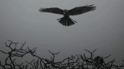 KORVOS O BLACKPILLADOR - MACHO TÓXICO, O PROSTITUTO DE INSCRITOS