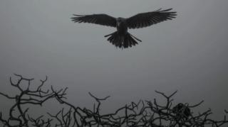 KORVOS O BLACKPILLADOR - MACHO TÓXICO, O PROSTITUTO DE INSCRITOS