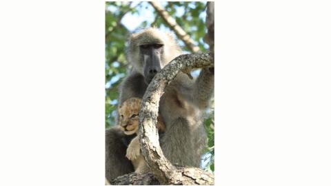 Baboon Adopts and Grooms Lion Cub = WOMEN need to have Babies.