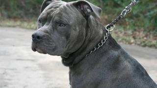 KORVOS, O BLACKPILLADOR - O DIA QUE EU MATEI UM PITBULL