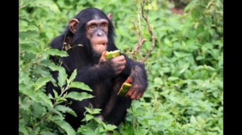 Chimpanzee Chronicles: Exploring the Fascinating Behaviors of Our Primate Cousins Part 3