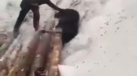 Men Rescue Moose Trapped Under Logs in Russia