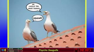 Psycho Seagulls