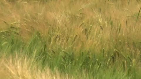 2. The Bronze Age Collapse - Mediterranean Apocalypse