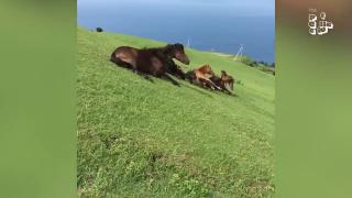 Hilarious Horses Slide Down Hill  - AND -  Other Creatures Having FUN!