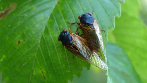 Actual Clickbait - Smarter Every Day 299